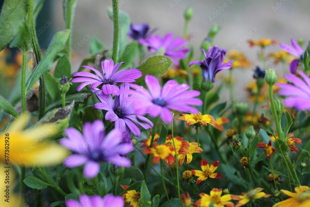 Beautiful view of purple flowers in the garden Beautiful view of purple flowers in the garden