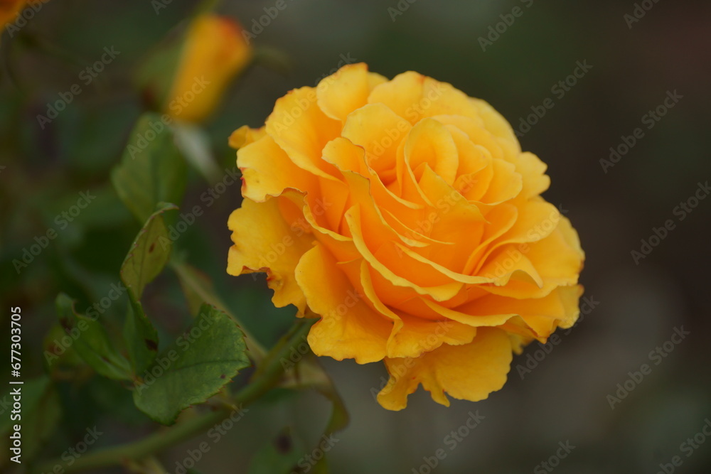Yellow-orange rose in autumn on a city street Yellow-orange rose in autumn on a city street