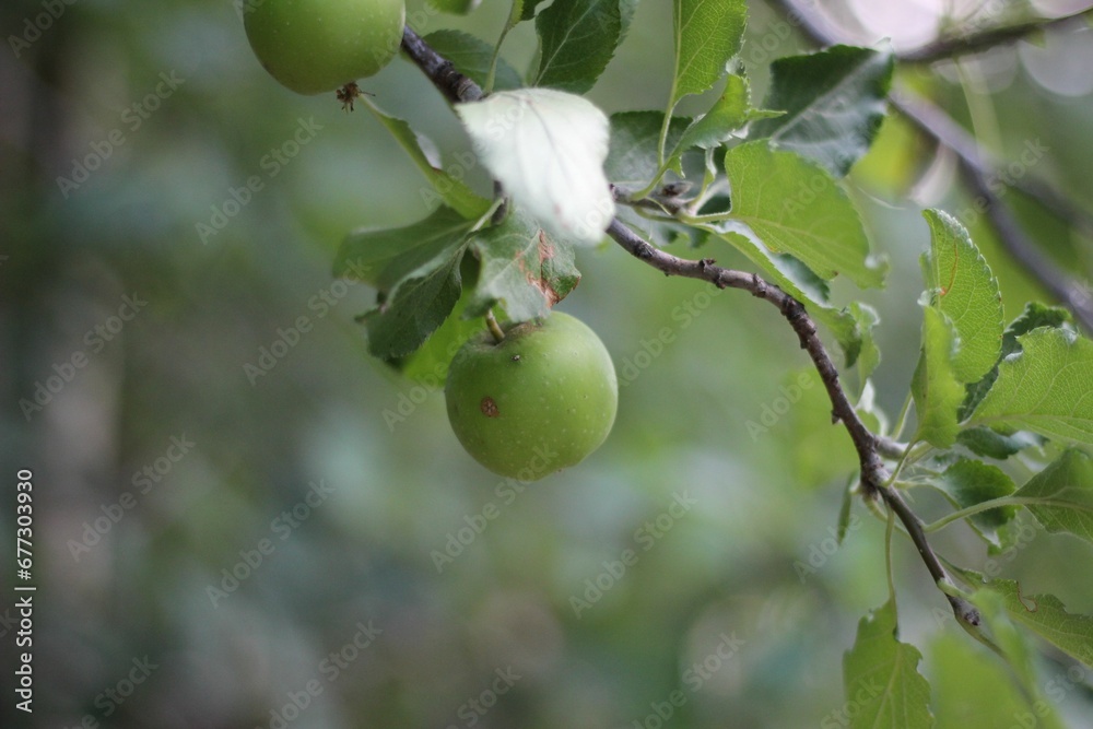 Closeup shot of small green apples growing on a tree