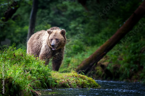 Big brown bear in the forest with river
