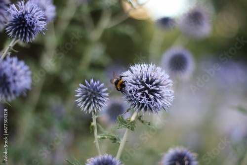 Closeup shot of southern globe thistle flowers in a field isolated on a blurred background