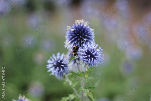 Closeup shot of southern globe thistle flowers in a field isolated on a blurred background