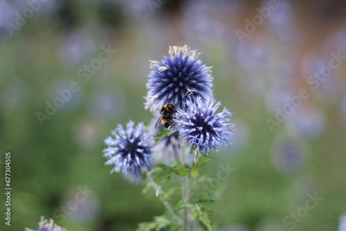 Honey bee gathering nectar from a globe thistle flower in the garden with blur background