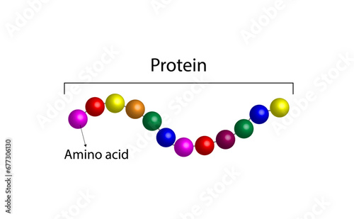 Proteins structure. Building units, Amino acids molecules. Scientific vector illustration.