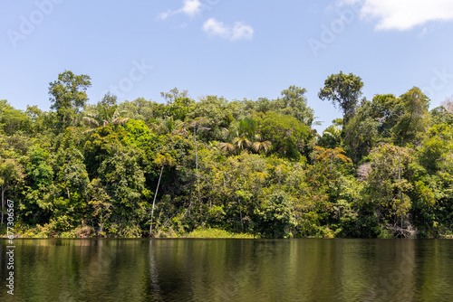 Pristine amazonian beauty  Untouched forest along the Pracupi river in the Marajo archipelago