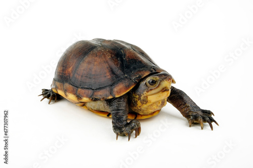 White-lipped mud turtle // Weißmaul-Klappschildkröte (Kinosternon leucostomum) 