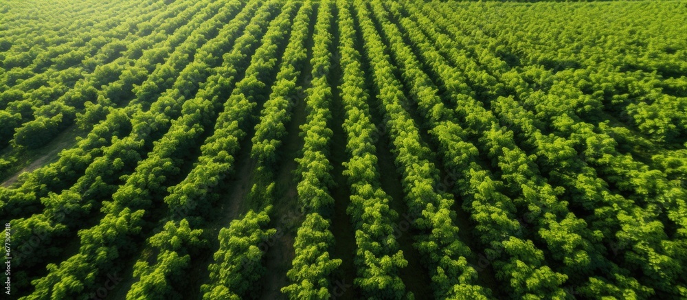 Aerial drone shot of scenic blackcurrant bushes on a sunny Ukrainian farm in spring Copy space image Place for adding text or design Aerial drone shot of scenic blackcurrant bushes on a sunny Ukrainian farm in spring Copy space image Place for adding text or design