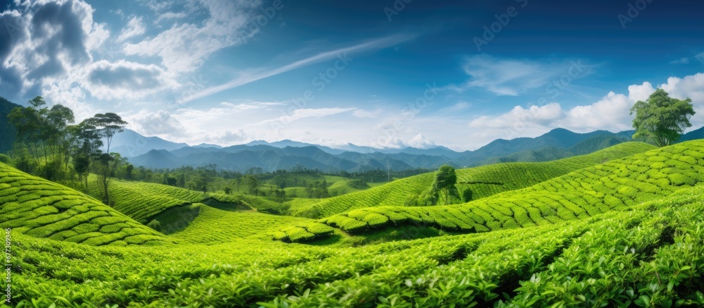 Cameron s tea plantation in Malaysia with blurred foreground Copy space image Place for adding text or design