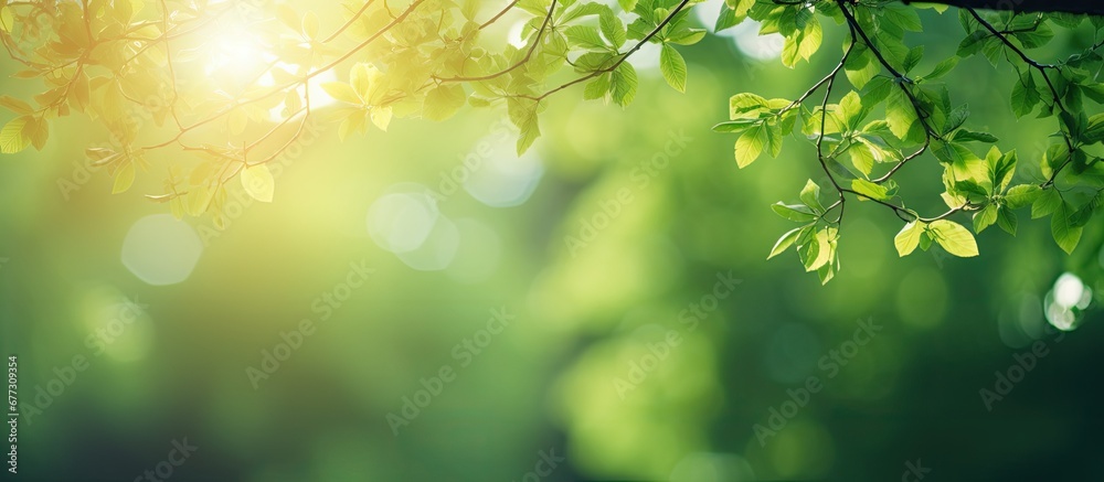 Blurred green Bokeh tree with bright sunlight in parks Copy space image Place for adding text or design