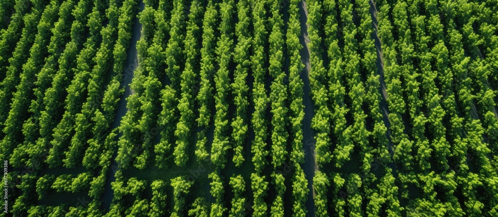 Aerial drone shot of scenic blackcurrant bushes on a sunny Ukrainian farm in spring Copy space image Place for adding text or design Aerial drone shot of scenic blackcurrant bushes on a sunny Ukrainian farm in spring Copy space image Place for adding text or design