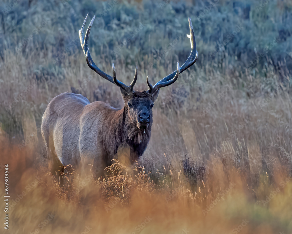 Bull Elk with Water Dripping from His Mouth Bull Elk with Water Dripping from His Mouth