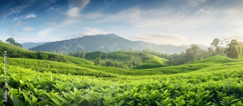 Cameron s tea plantation in Malaysia with blurred foreground Copy space image Place for adding text or design photo