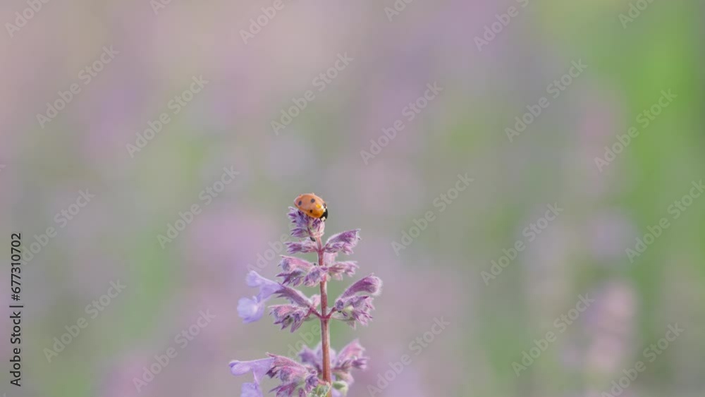 Ladybug on flower in nature. Single animal sitting on purple pink blossom Ladybug on flower in nature. Single animal sitting on purple pink blossom