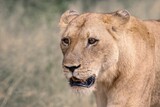 Closeup of a lioness in a field in Africa
