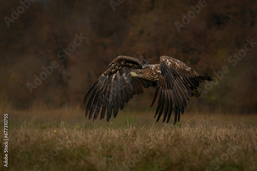 White Tailed Eagle (Haliaeetus albicilla) in flight in the forest of Poland, Europe. Birds of prey. Sea eagle.                          © Albert Beukhof