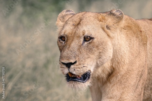Closeup of a lioness in a field in Africa © Wirestock