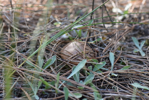 mushroom under pine tree needles 