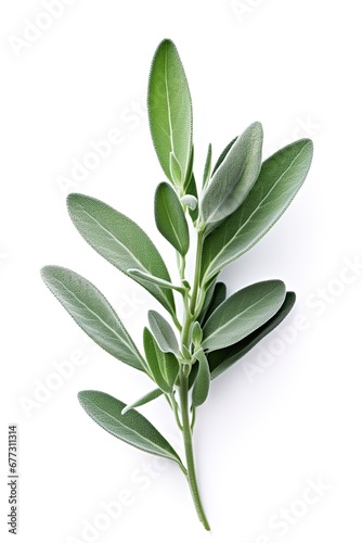 Sage leaves on white background. Ai Generative