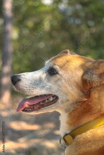 Vertical shot of a cute happy dog in the mountains looking with an open mouth