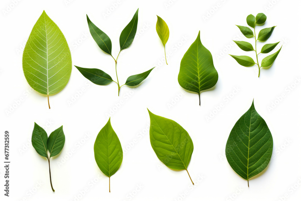 Collection of green leaves on white background with white background.