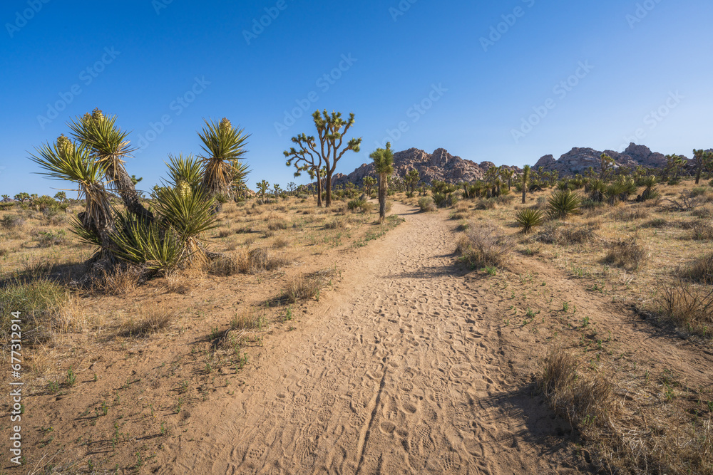 hiking the lost horse mine loop trail in joshua tree national park, california, usa hiking the lost horse mine loop trail in joshua tree national park, california, usa