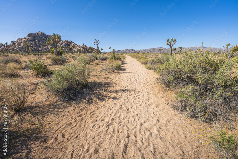 hiking the lost horse mine loop trail in joshua tree national park, california, usa