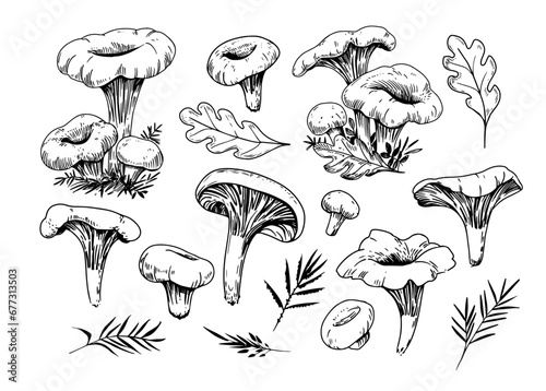 Chanterelle mushrooms, set of vector illustrations, sketch style