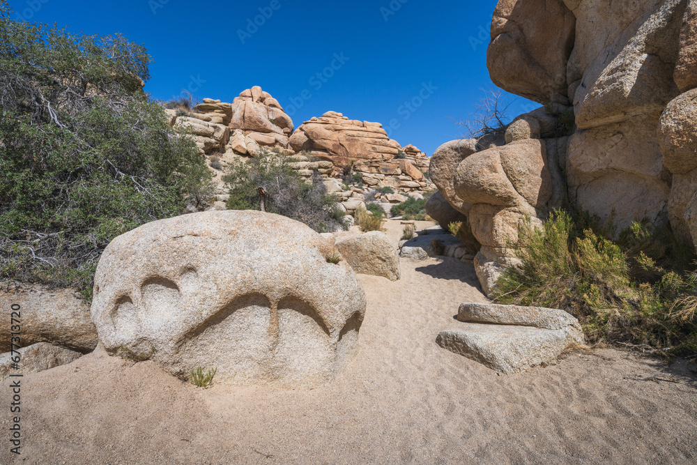 hiking the lost horse mine loop trail in joshua tree national park, california, usa