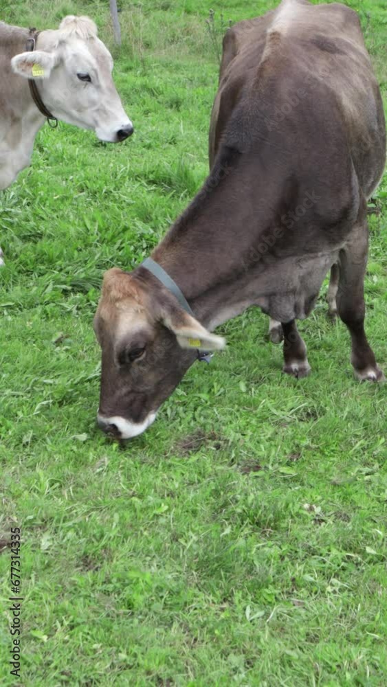 Swiss cow eating grass in the Alps, close shot in Switzerland Swiss cow eating grass in the Alps, close shot in Switzerland