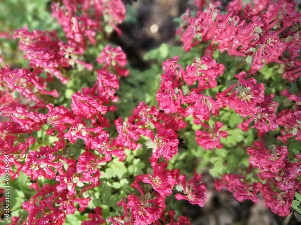 first spring blooming flowers. flowering red Corydalis solida in the garden on a sunny summer day. Floral wallpaper.