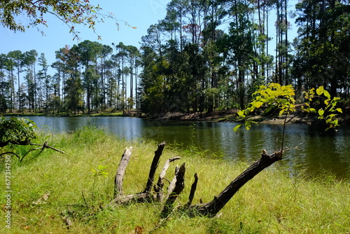 North Toledo Bend State Park in Zwolle Louisiana photo