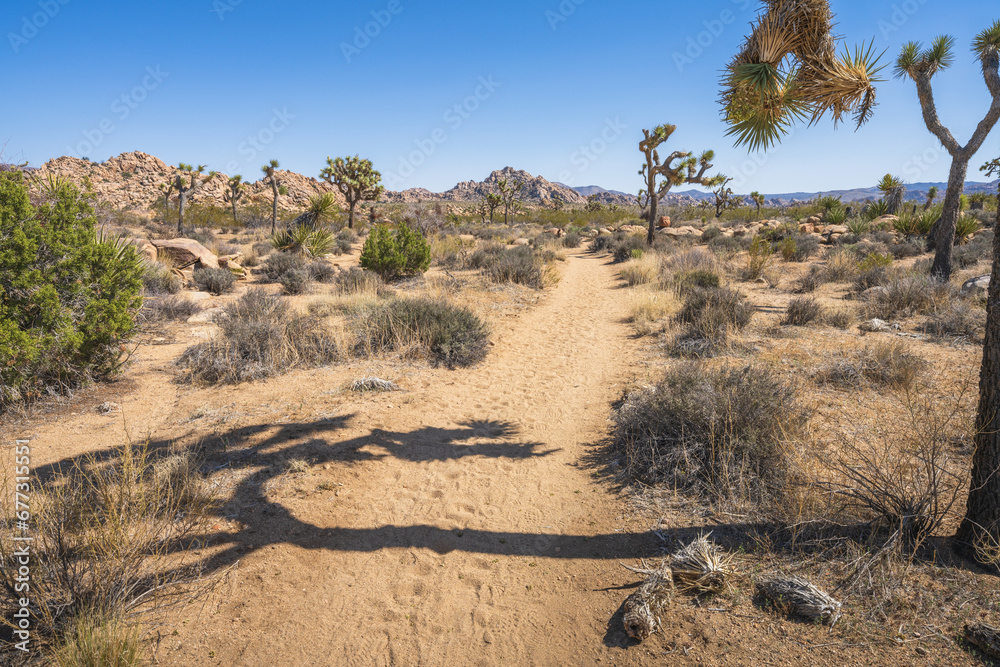 hiking the lost horse mine loop trail in joshua tree national park, california, usa hiking the lost horse mine loop trail in joshua tree national park, california, usa