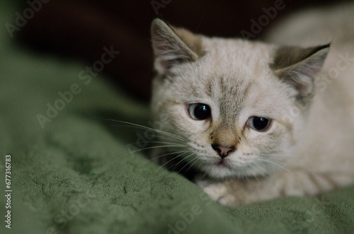 Portrait of a beautiful cute white kitten with blue eyes. Banner with a pet.