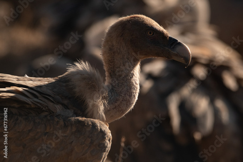 Vulture (gyps fulvus) Buitre leonado.