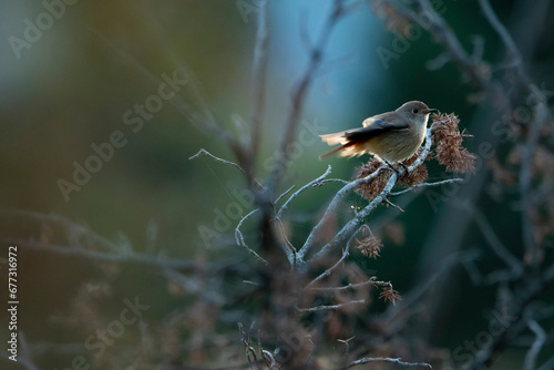 Black redstart (Phoenicurus ochruros)