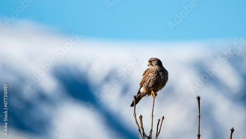  Common kestrel. Falco tinnunculus. Cernícalo vulgar.