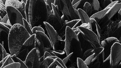 Black and white photo of the texture of broad-leaved ornamental plants photo