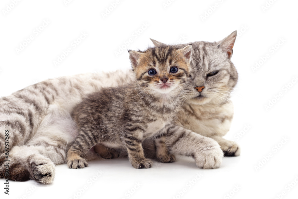 One kitten with a cat. One kitten with a cat.