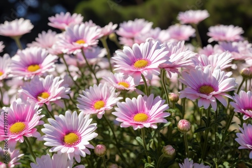 Beautiful pink daisy flowers in the garden on a sunny day. Springtime  concept with a space for a text. Valentine day concept with a copy space.