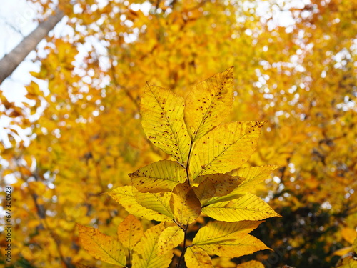 yellow leaves foliage