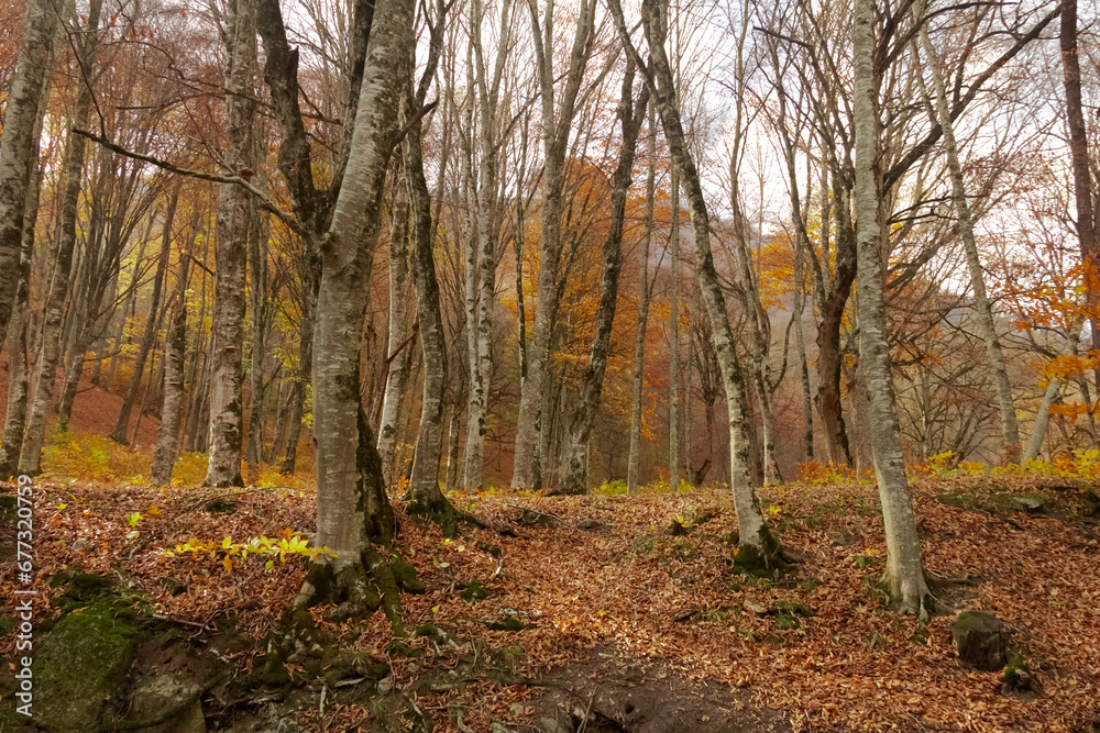 Autumn in the woods with lots if leaves and trees. Autumn in the woods with lots if leaves and trees.