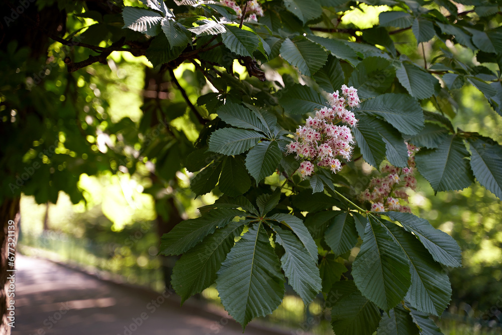 Blooming chestnut tree, a symbol of the city of Kyiv, Ukraine