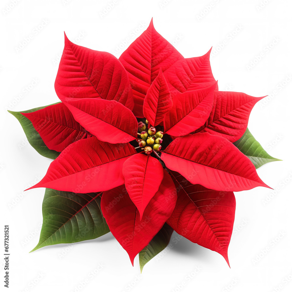 Exquisite Christmas Poinsettia isolated on transparent background 