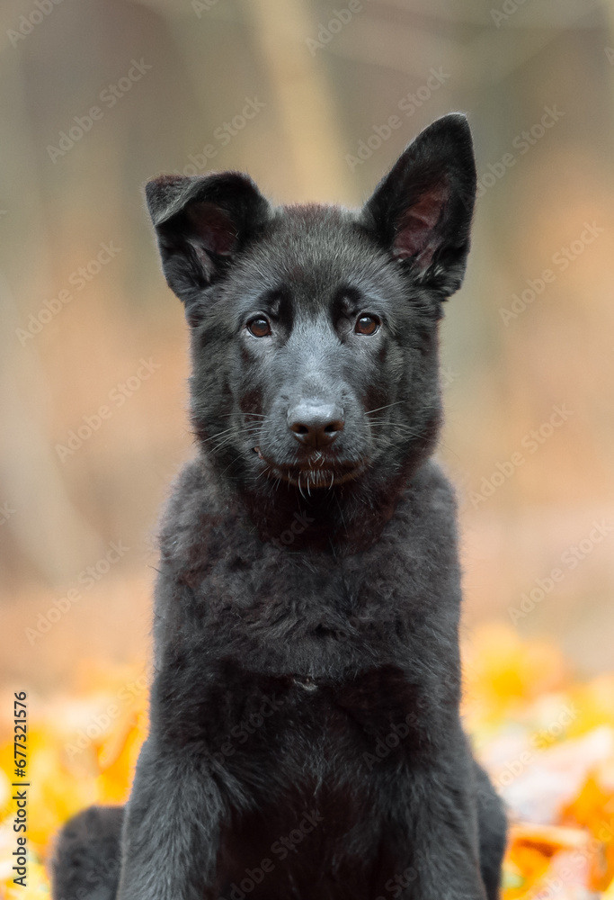 Beautiful pure black german shepherd puppy portrait outdoor, autumn blurred background in forest