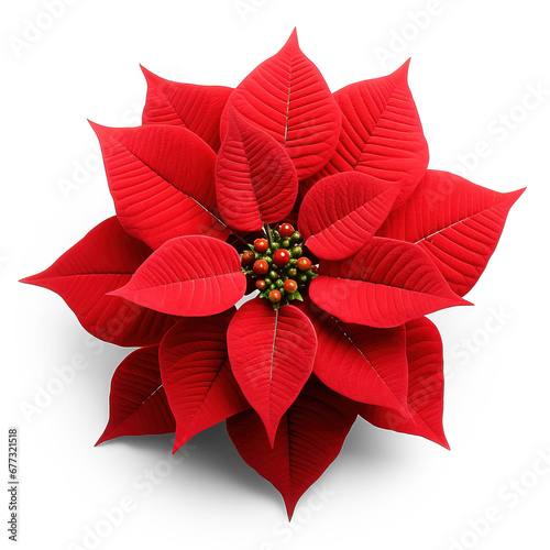 Exquisite Christmas Poinsettia isolated on transparent background 