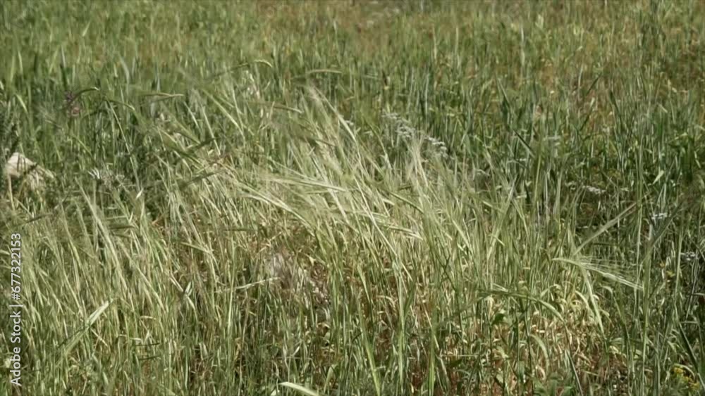 Closeup of Rye (Secale cereale) grass field vibrating from wind Closeup of Rye (Secale cereale) grass field vibrating from wind