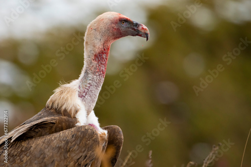 Vulture (gyps fulvus) Buitre leonado.