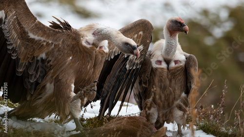 Vulture (gyps fulvus) Buitre leonado.