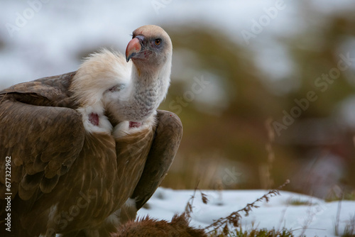 Vulture (gyps fulvus) Buitre leonado.