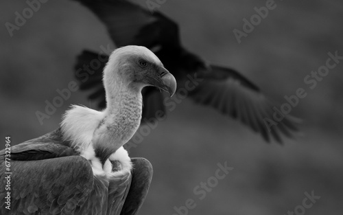 Vulture (gyps fulvus) and a raven. Buitre leonado. photo